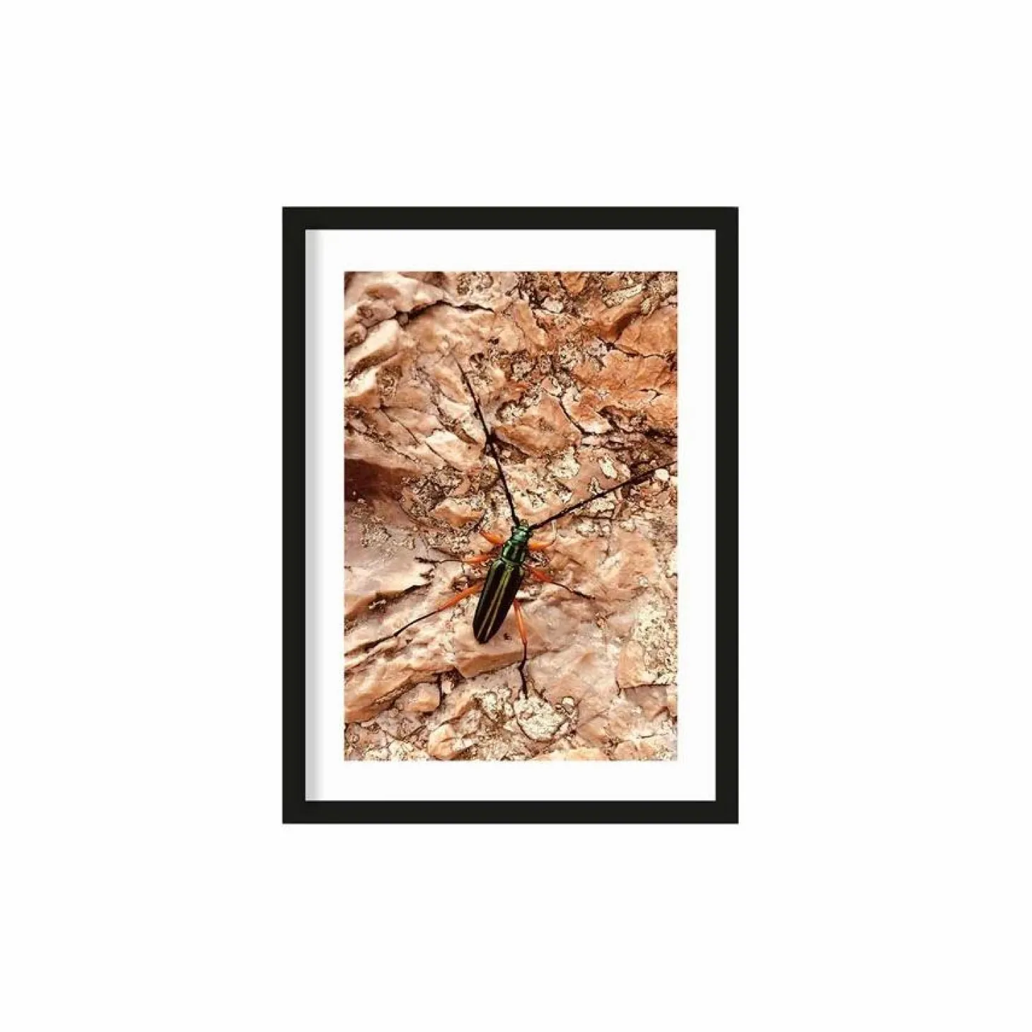 Art Print High on life insect - zelf samenstellen - Loft24.nl
